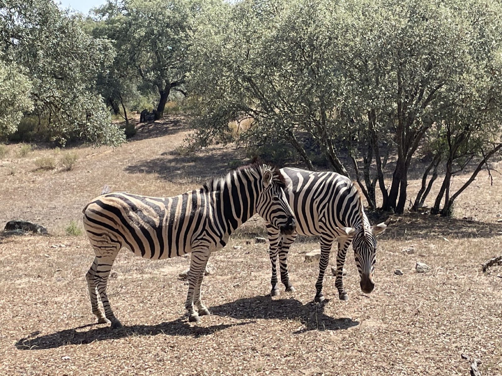 Zebras on the estate