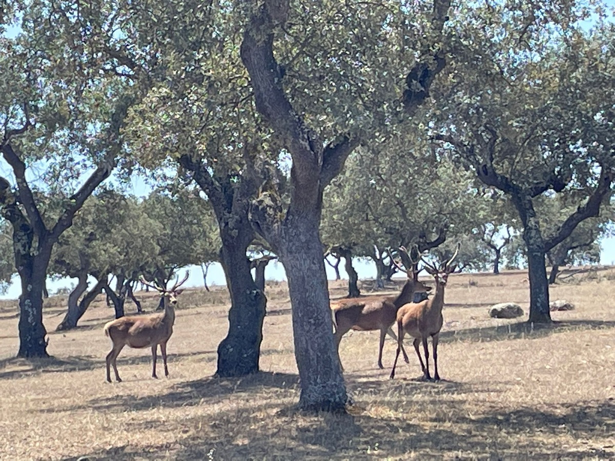 Red deer stag
